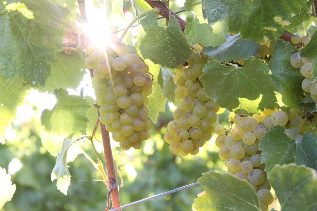Inn Wine Country - Summers House Sonoma Ngoại thất bức ảnh